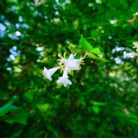 初夏を彩る花が続々開花（板橋区立赤塚植物園 2025.6.21撮影）