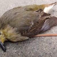 コブシの木とコブシハバチ