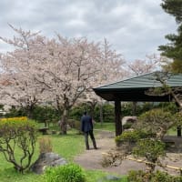 玉泉館跡地公園（岩見沢市）の桜