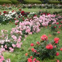RSKバラ園にて。