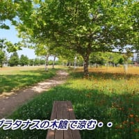 　「プラタナスの木陰」の恩恵・・