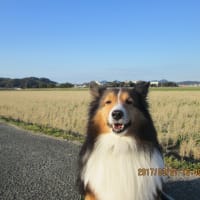 小次郎と動物－ヒバリ（雲雀）－