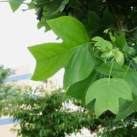 花が美しい高木　白雲木のその後、