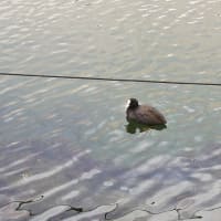 ウォーキング