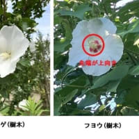 タチアオイ（立葵）