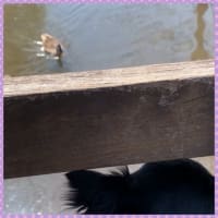鴨と犬の出会い