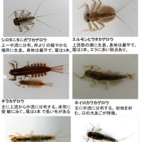 兵庫県の川の上流から中流で見ることのできる水生昆虫（2）