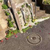 春が来た