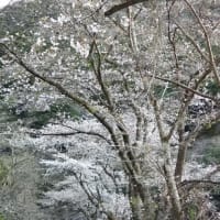 青江ダムの山桜４