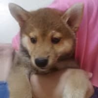 柴犬はじめたました。