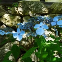 矢田寺のアジサイ