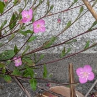 路傍の花－ユウゲショウ