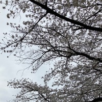 東京もやっと　桜