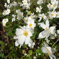 白い花の唄　（その６）