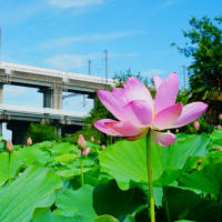 古代蓮が咲きました！（埼玉県上尾市原市沼 2025.6.28 撮影）