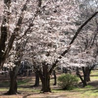 桜が咲き進んでいます　（2024/04/02）