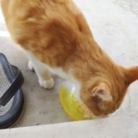 えっ　猫だ