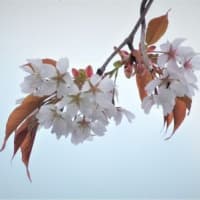 山桜の花