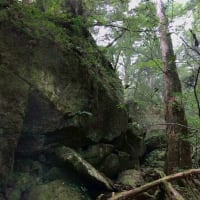 「ぼー研部　2025’voi.7＊尾之間歩道旧道探索・2025.6.12