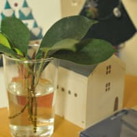 水挿しガジュマルを土へ 天馬空を行く 水挿しガジュマルを土へ 天馬空を行く