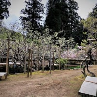 奈良　春日大社萬葉植物園内の藤園にて