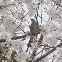 ヒヨドリとお花見