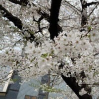 ”桜”