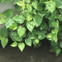 蚕（かいこ）は繭（まゆ）を作り、大学も作りました。
