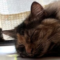 ６月１７日　エアコンつけたらニャンズは？