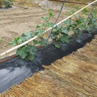 夏秋キュウリはしっかり摘花し２本仕立てに誘引