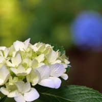 21世紀の森の紫陽花②