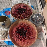 梅雨あけ～早速梅干しをほそう～