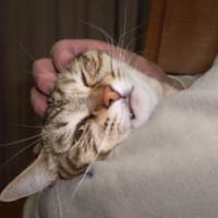 ひさびさにアップ