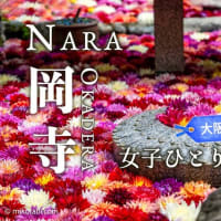 [4K]岡寺🌸 GWだけの花絶景！華手水舎と池に浮かぶ天竺牡丹🌸華の池を見に行ってきた❣️アクセスと見どころ 2025アジサイ回廊の事前予習にも！