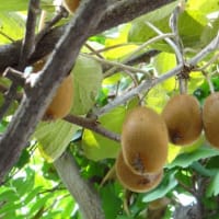 キウイ　マタタビ科　一般的には♂♀花交配で晩秋に実を収穫します。今日の野鳥：キビタキ