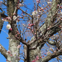 千葉　袖ヶ浦公園