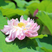 船頭平閘門と赤蓮保存田