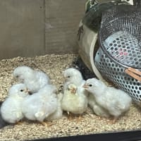 稲子小学校入学式