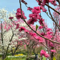 今年も桃源郷へ🍑花の森・天神山ガーデン