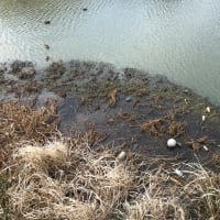 野鳥の住処は、ゴミだらけ🦆😰
