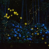 ヒメボタル