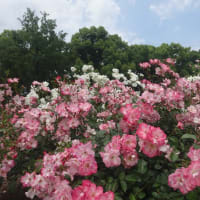 初夏の散策（その３）------ 京都府立植物園に咲いている花々---------　友人投稿 