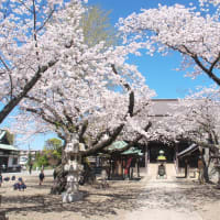 中山法華経寺の桜2025