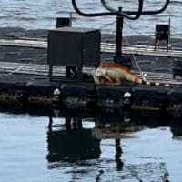 謎の生き物