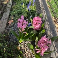 春の花だったんですね～