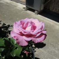 ５月のバラ　（写真）