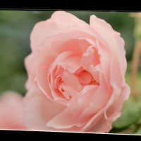 ２０２５こども植物園写真展　２