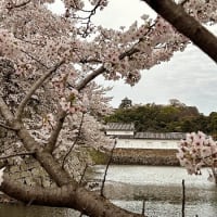 彦根城でちょこっと桜