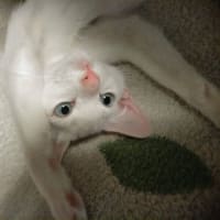 うちの猫が可愛すぎるんだ