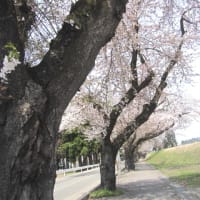 さくら　2008.5